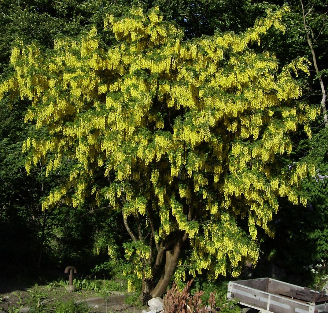 Common laburnum